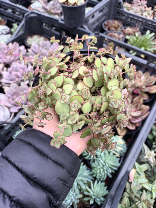 Crassula pellucida