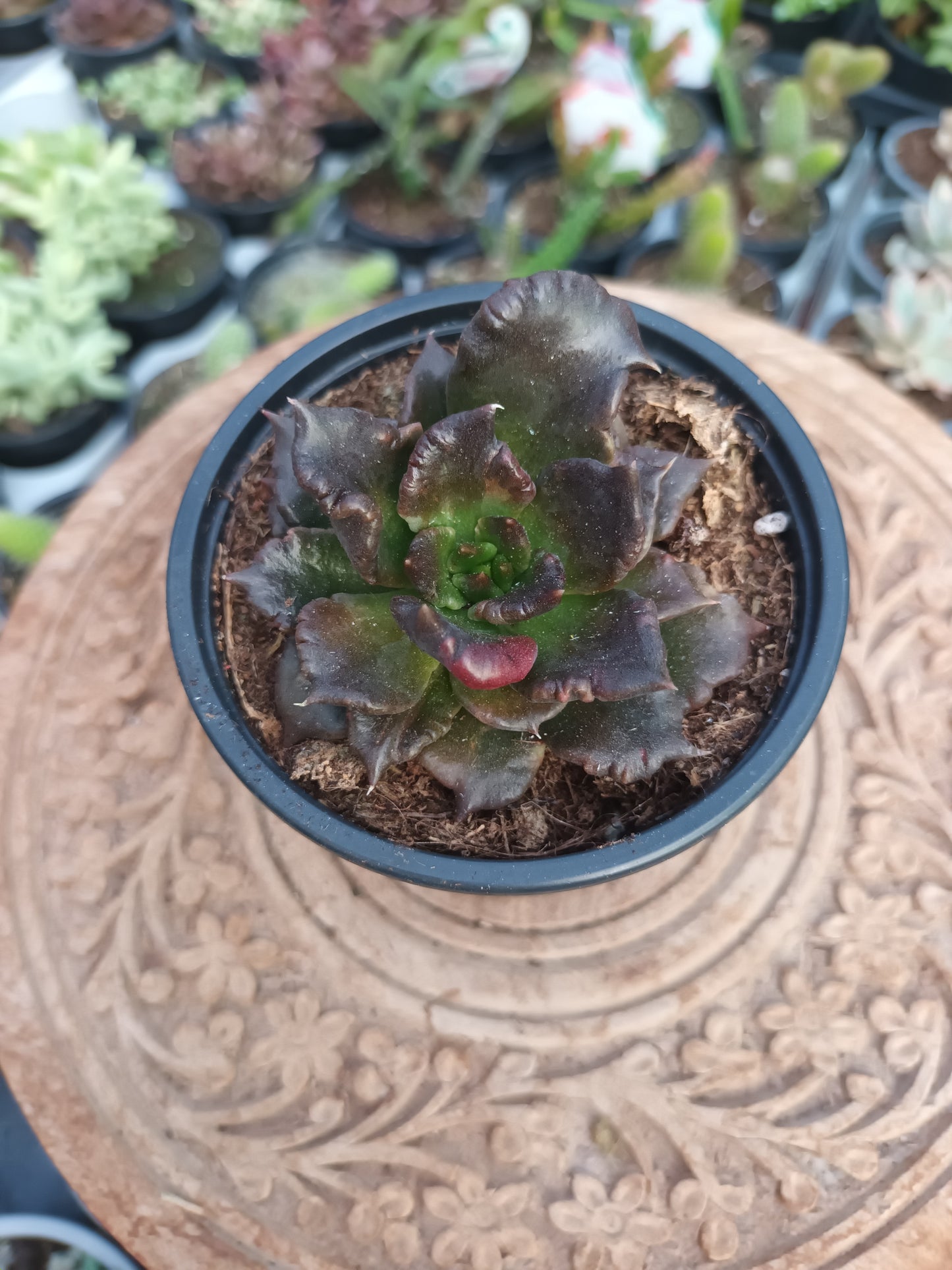 Echeveria black madiba