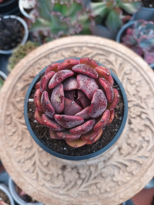 Echeveria Black Eye