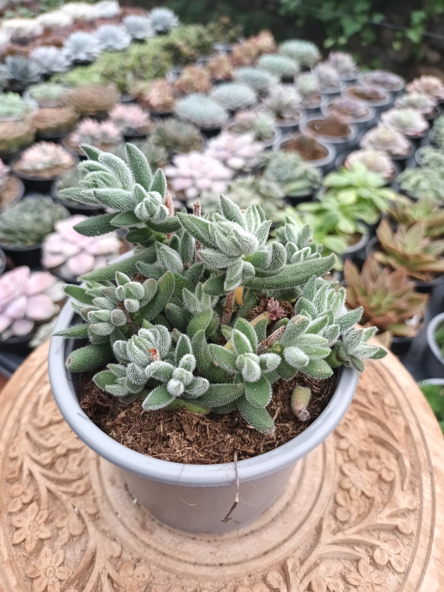 Crassula Mesembryanthoides