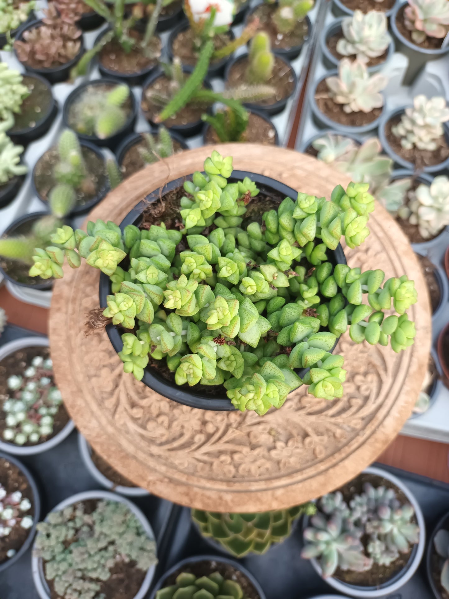 Crassula Tom Thumb