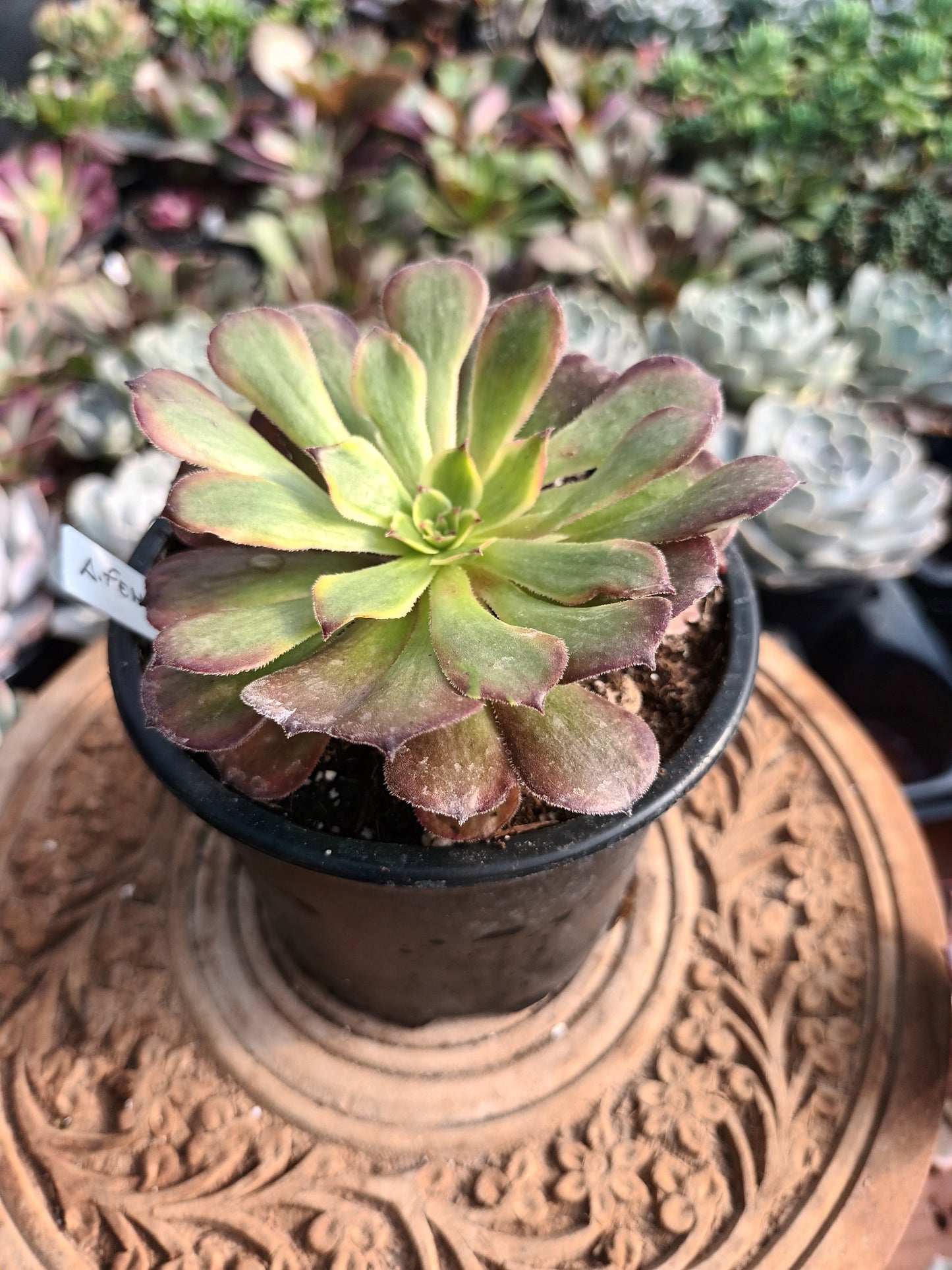 Aeonium fendai