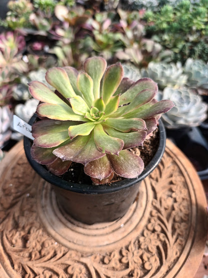 Aeonium fendai