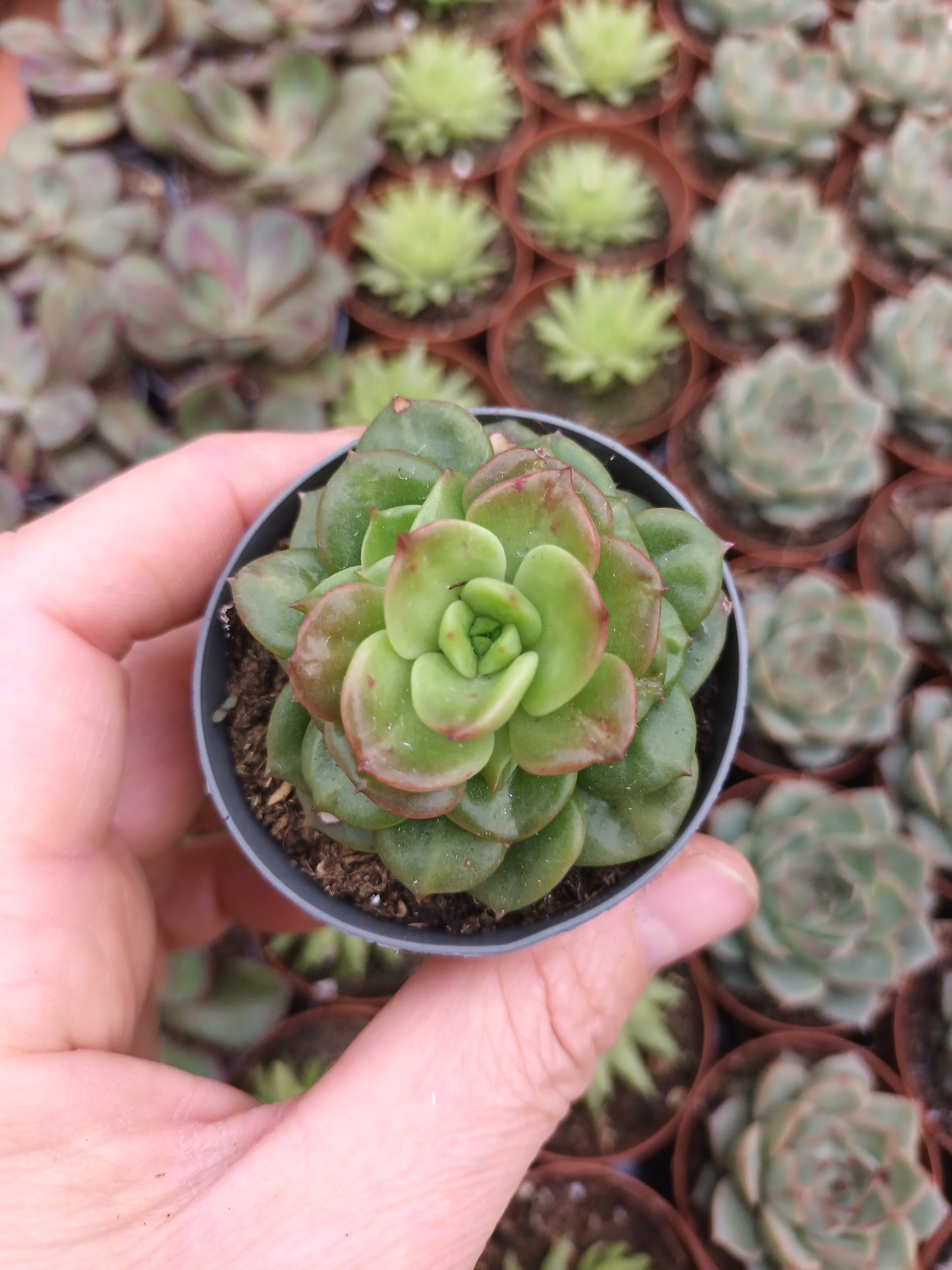 Sedeveria 'Rolly'