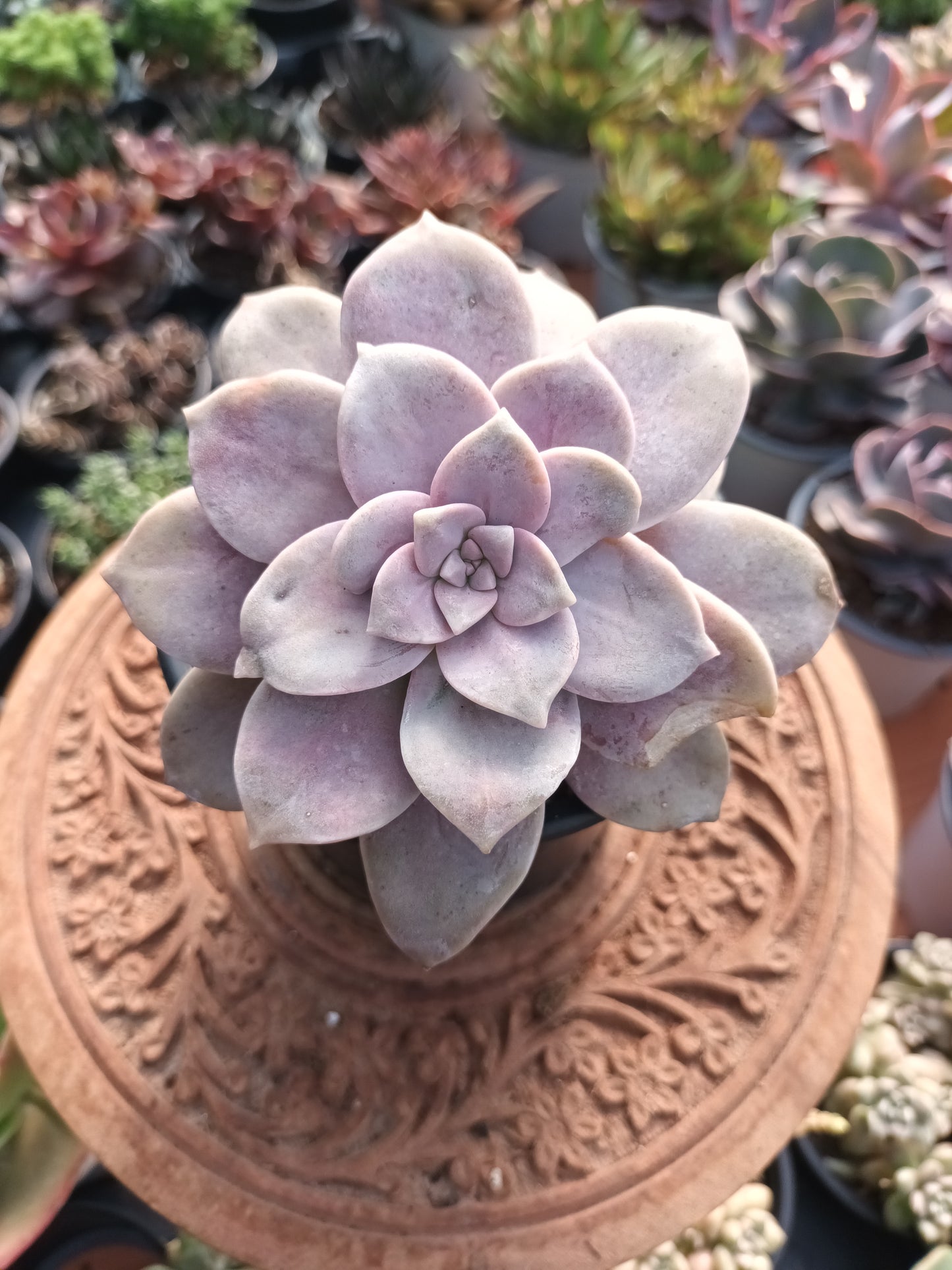 Graptopetalum Superboom