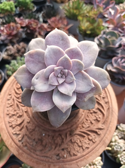 Graptopetalum Superboom