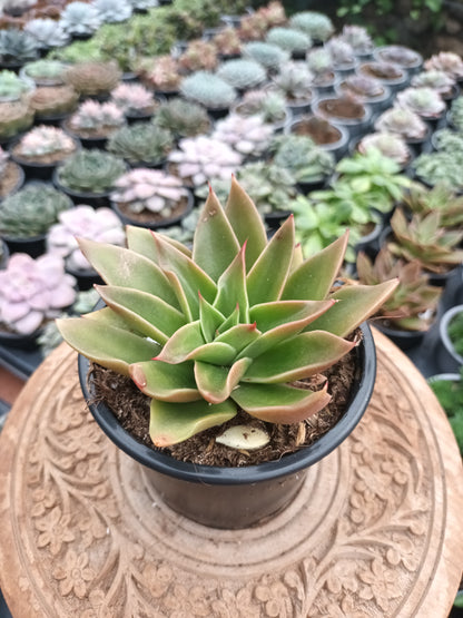 Echeveria Mexicana