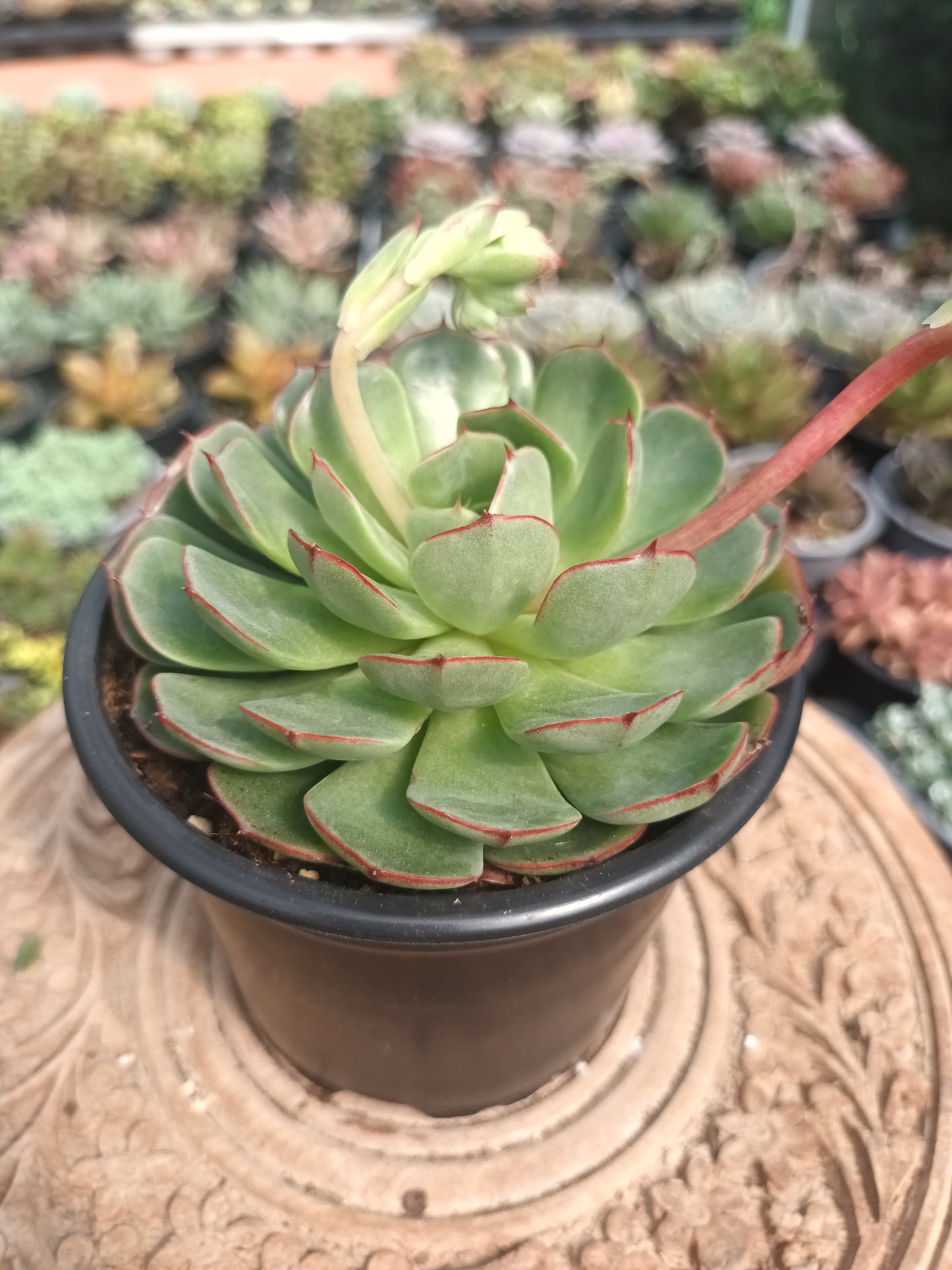 Echeveria Love Fire