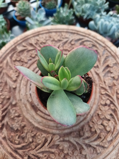 Crassula clavata variegata