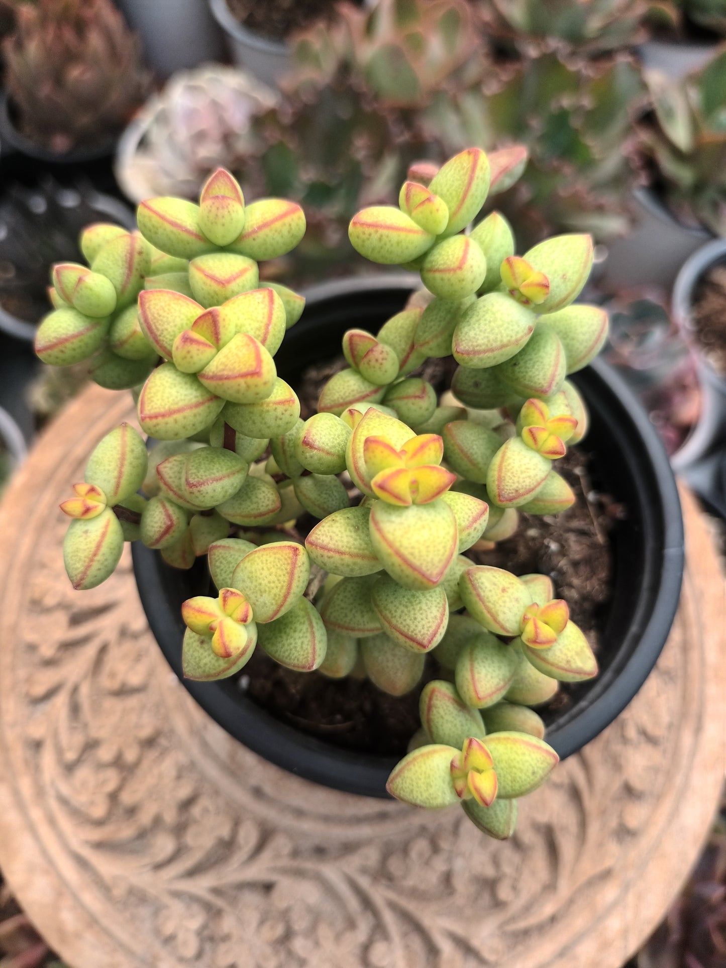 Crassula rupestris var. monticola