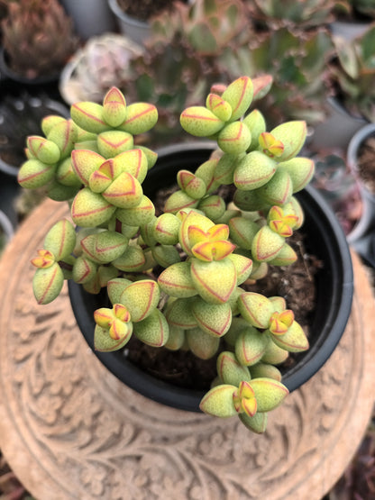 Crassula rupestris var. monticola