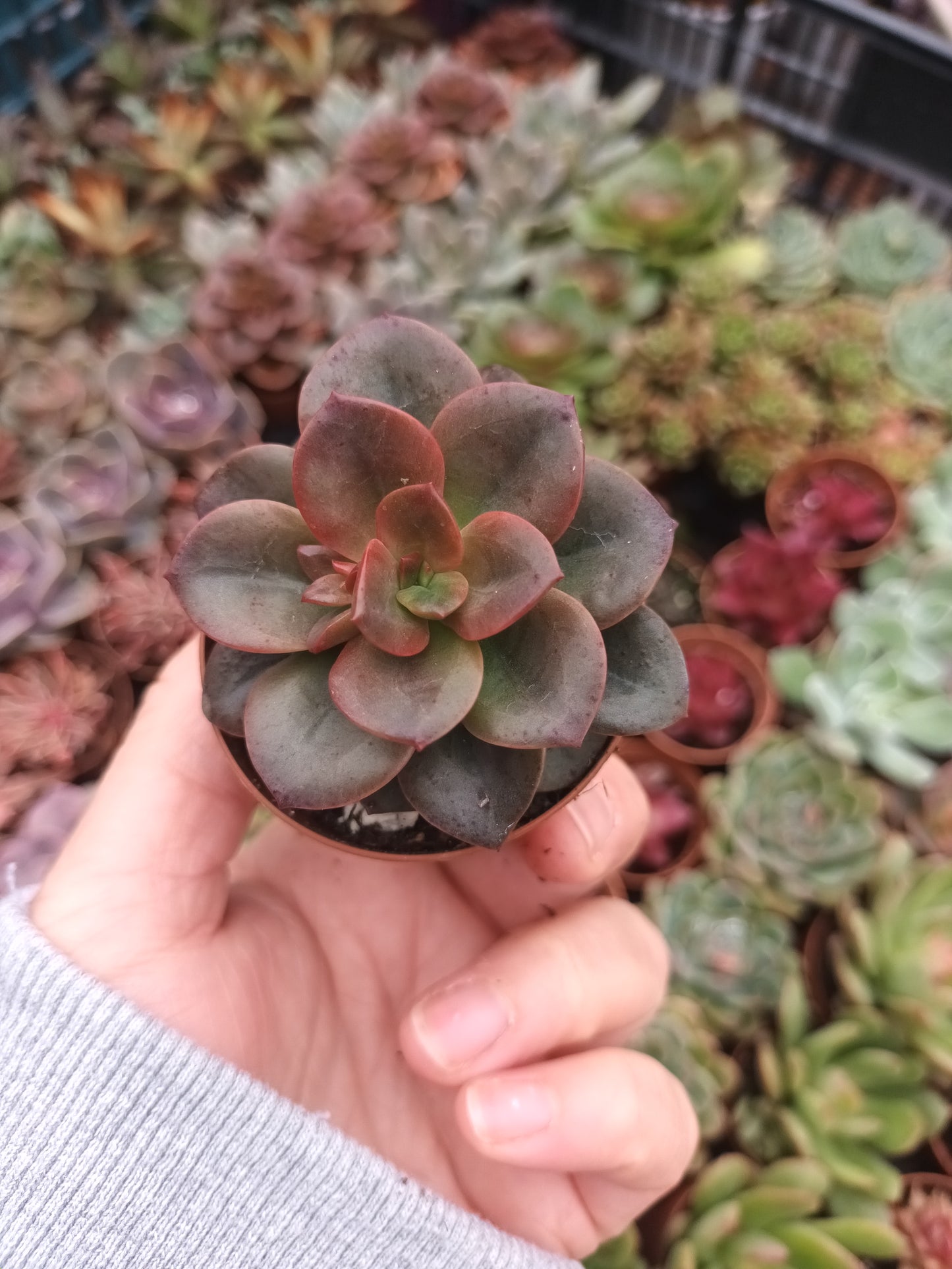 Echeveria chroma