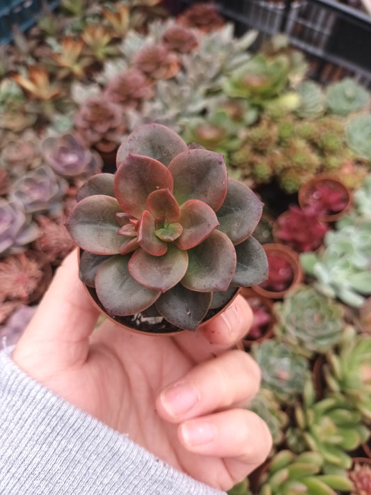 Echeveria chroma