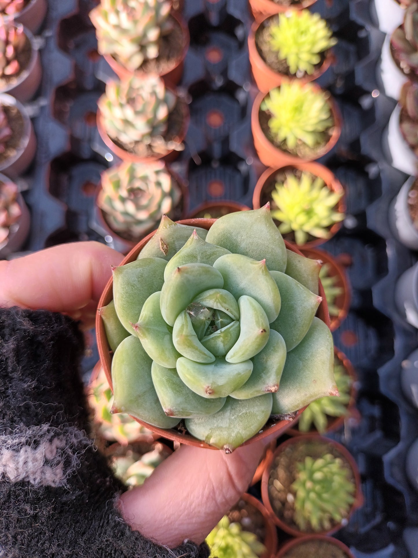 Echeveria colorata verde