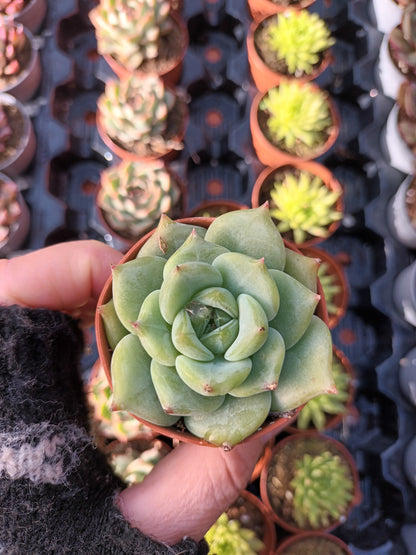 Echeveria colorata verde
