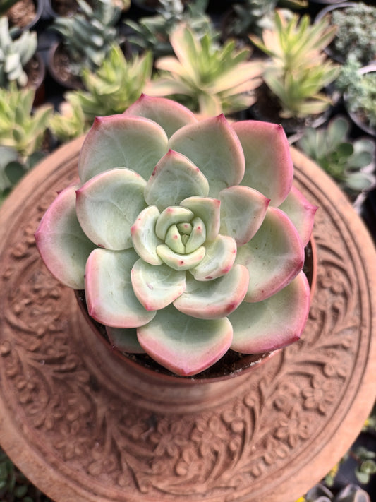 Echeveria colorata hybrid