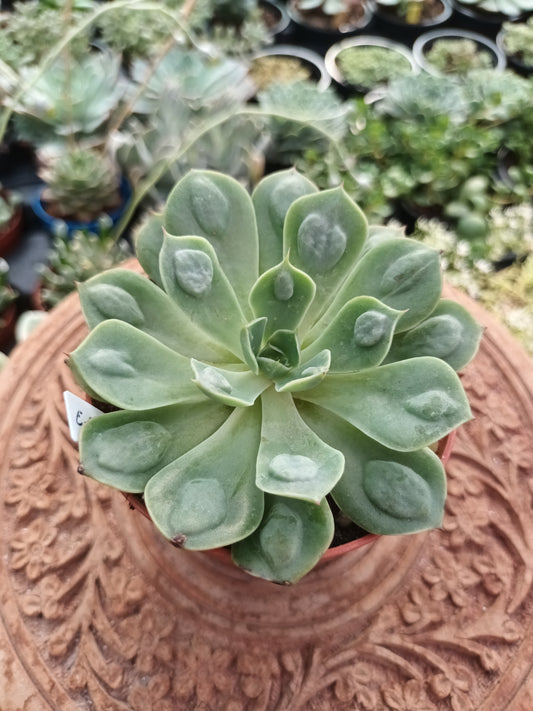 Echeveria Raindrops híbrida