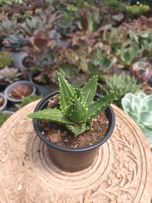 Aloe Mitriformis variegata