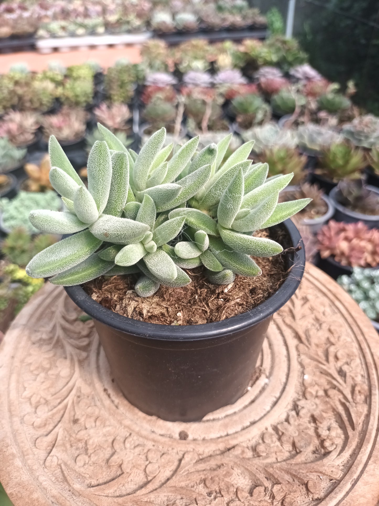 Crassula mesembryanthoides tenelli