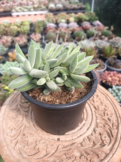Crassula mesembryanthoides tenelli