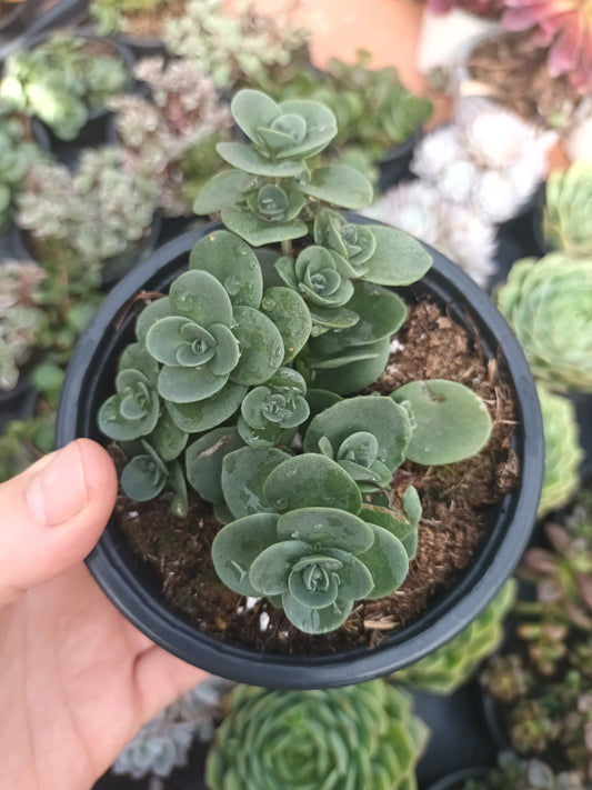 Sedum spp