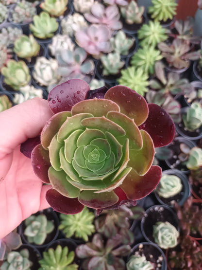 Aeonium velour
