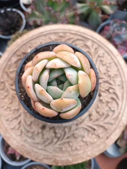 Echeveria Milk Rose