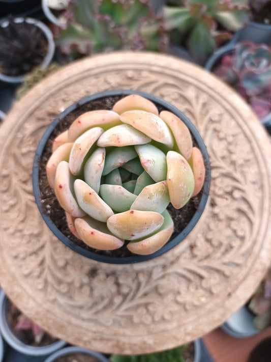 Echeveria Milk Rose
