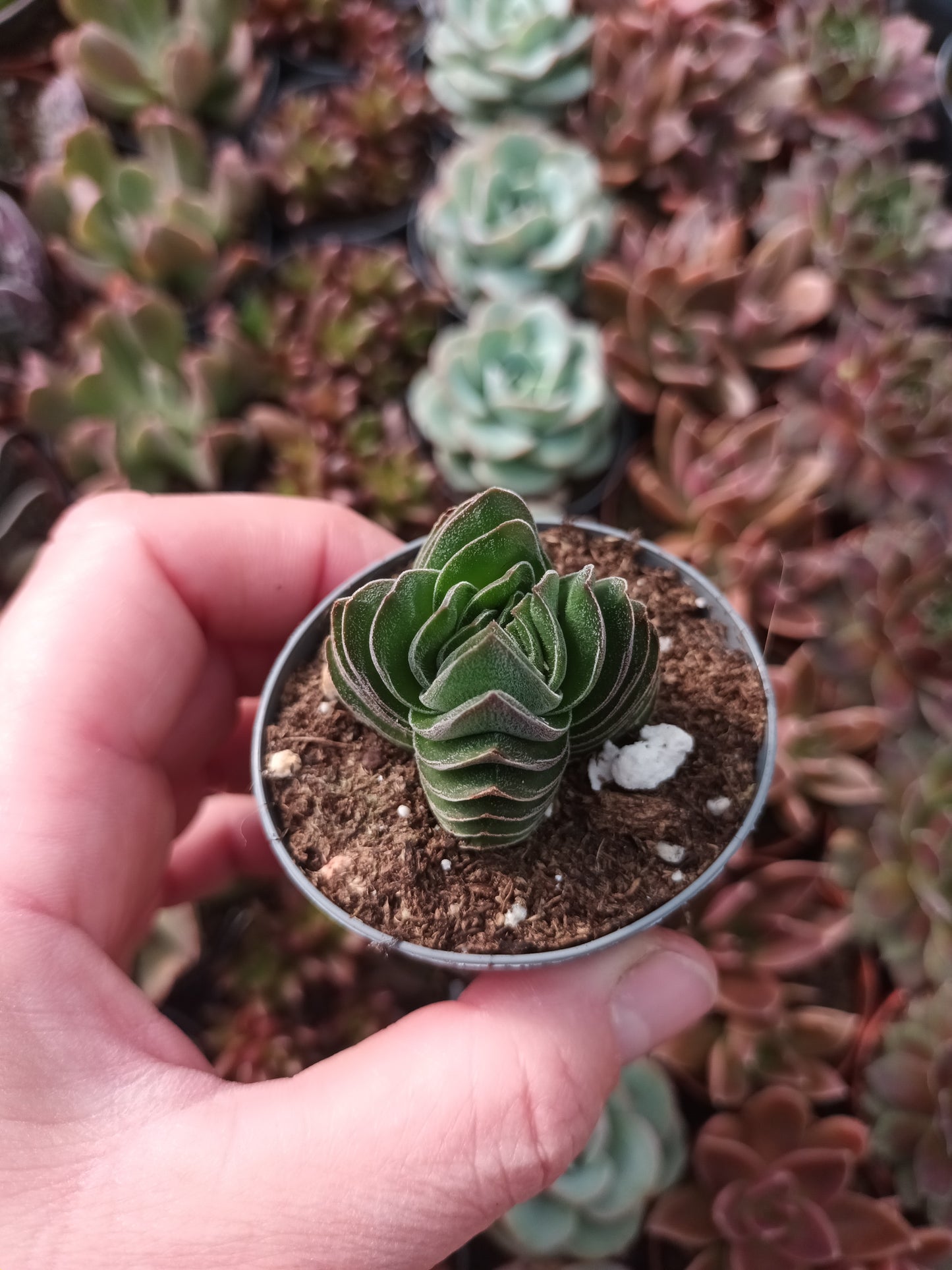 Crassula 'Templo de Buda'