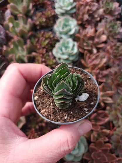 Crassula 'Templo de Buda'