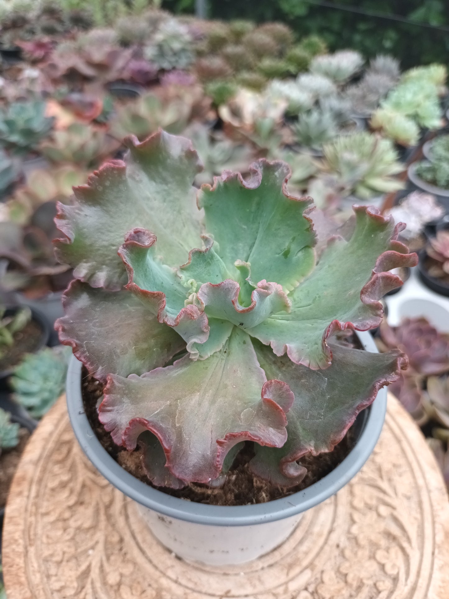Echeveria Speed Bumps