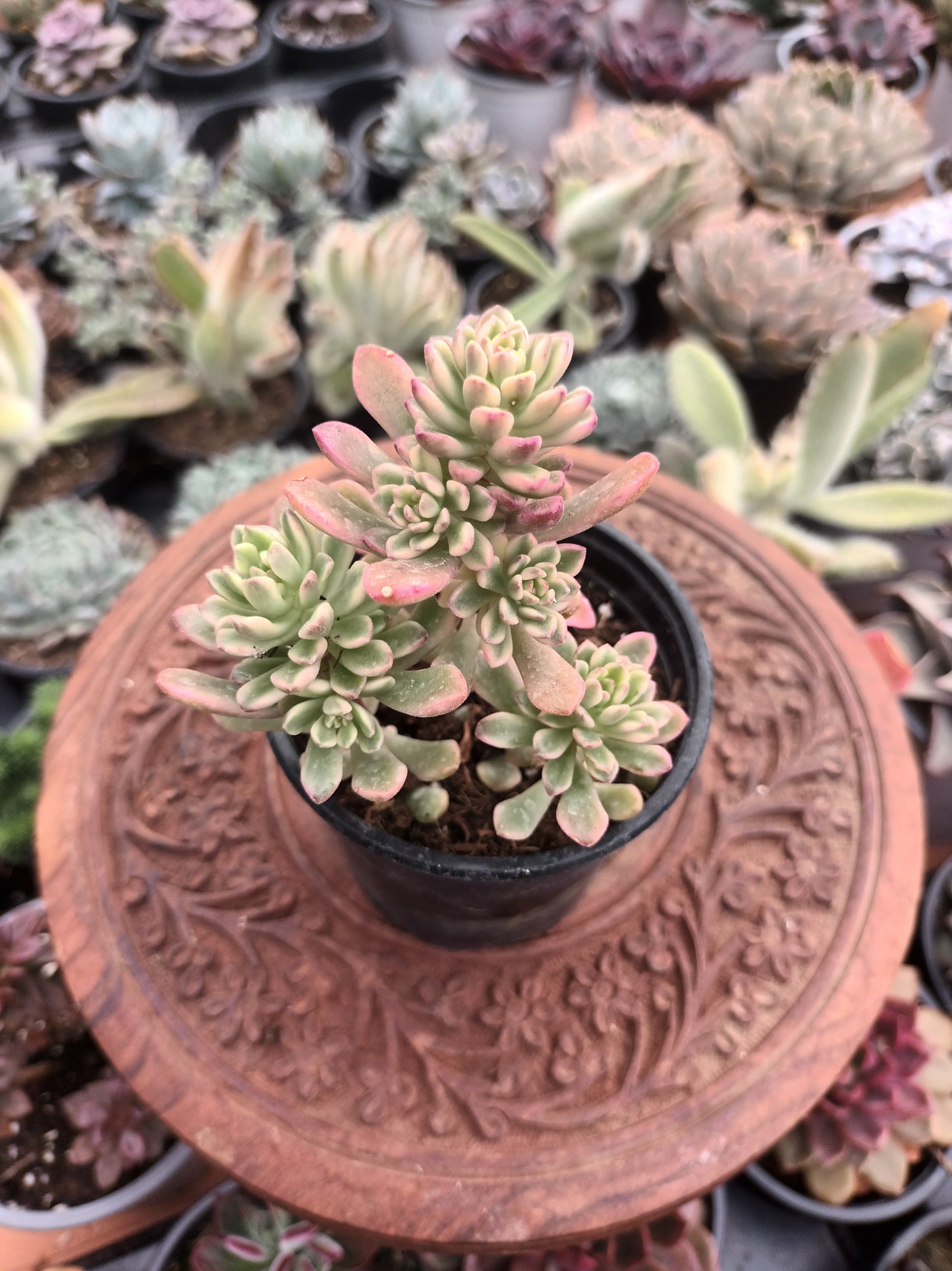 Sedum Joice Tulloch Variegata