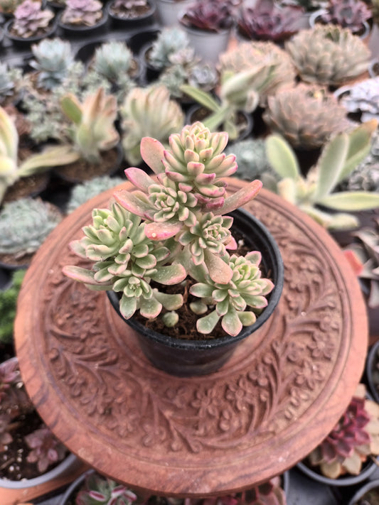 Sedum Joice Tulloch Variegata
