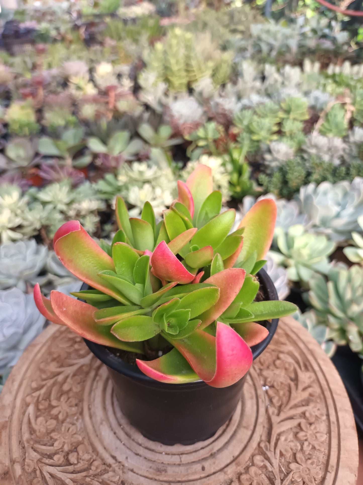 Crassula capitella campfire