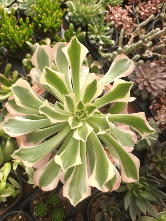 Aeonium riverstone con hijos