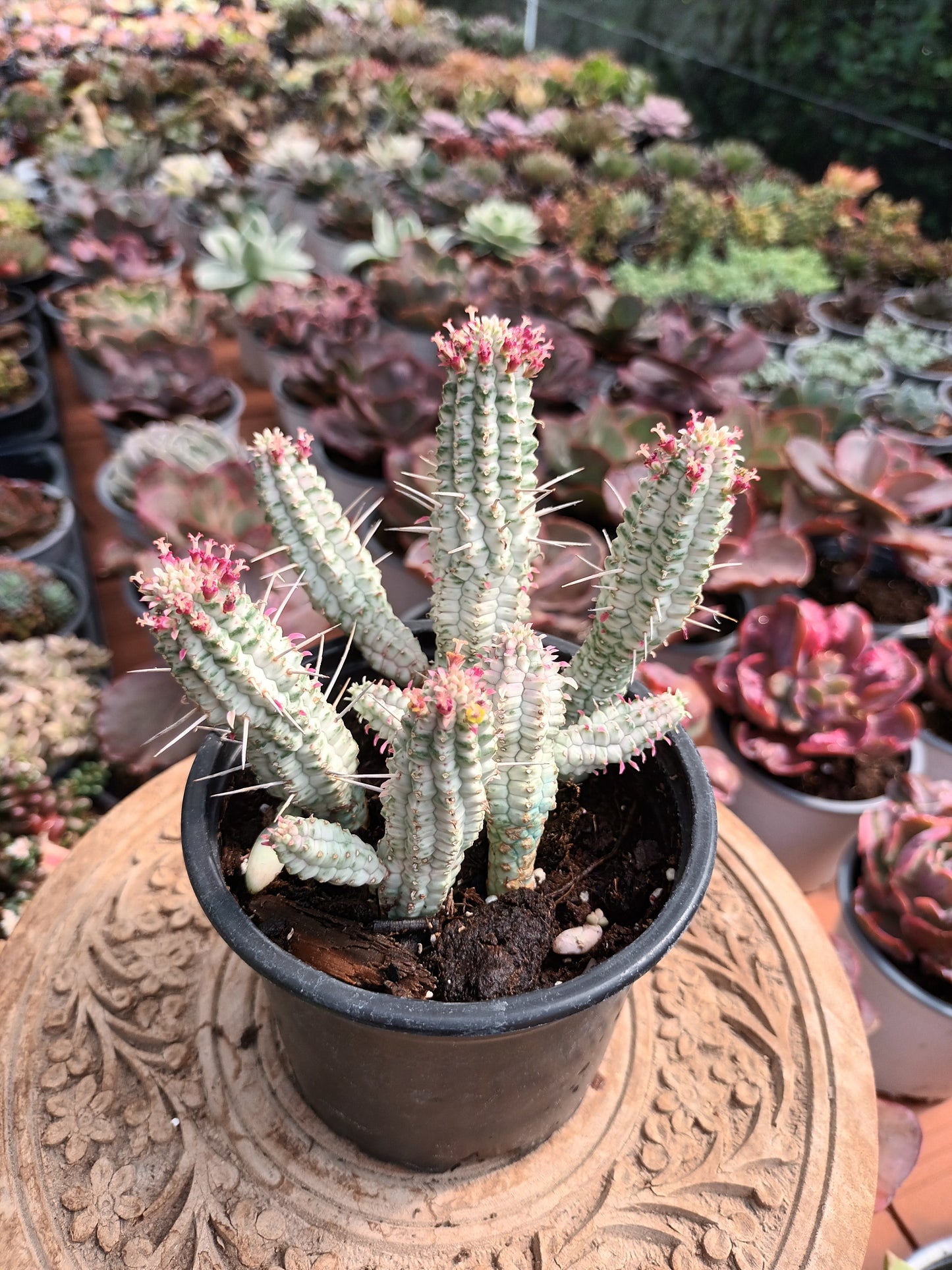 Euphorbia mammillaris variegata
