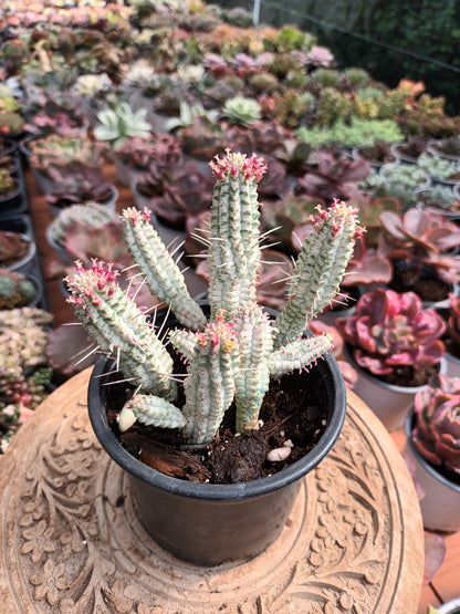 Euphorbia mammillaris variegata