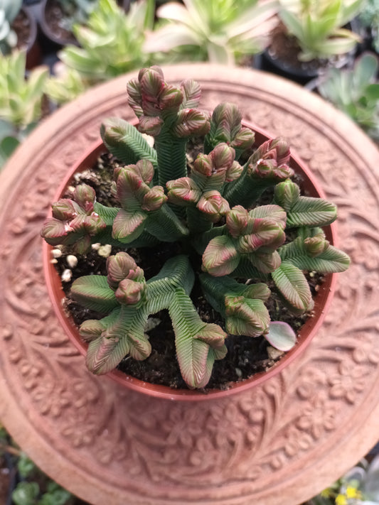 Crassula pyramidalis