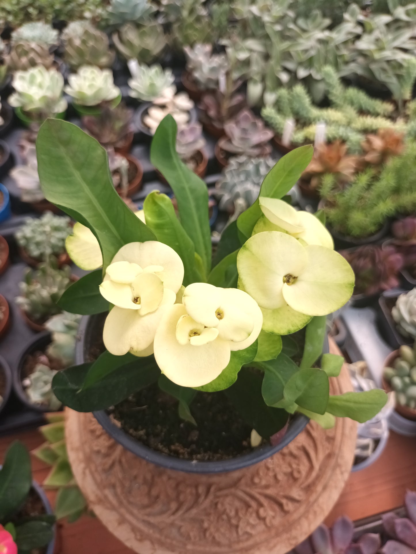 Euphorbia milii flor amarilla