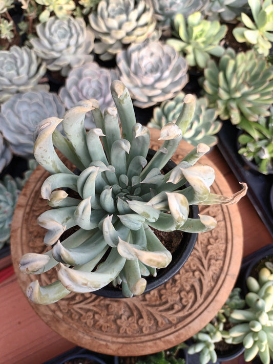 Echeveria runyonii spider