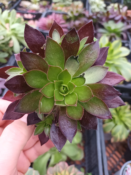 Aeonium Phoenix Flame