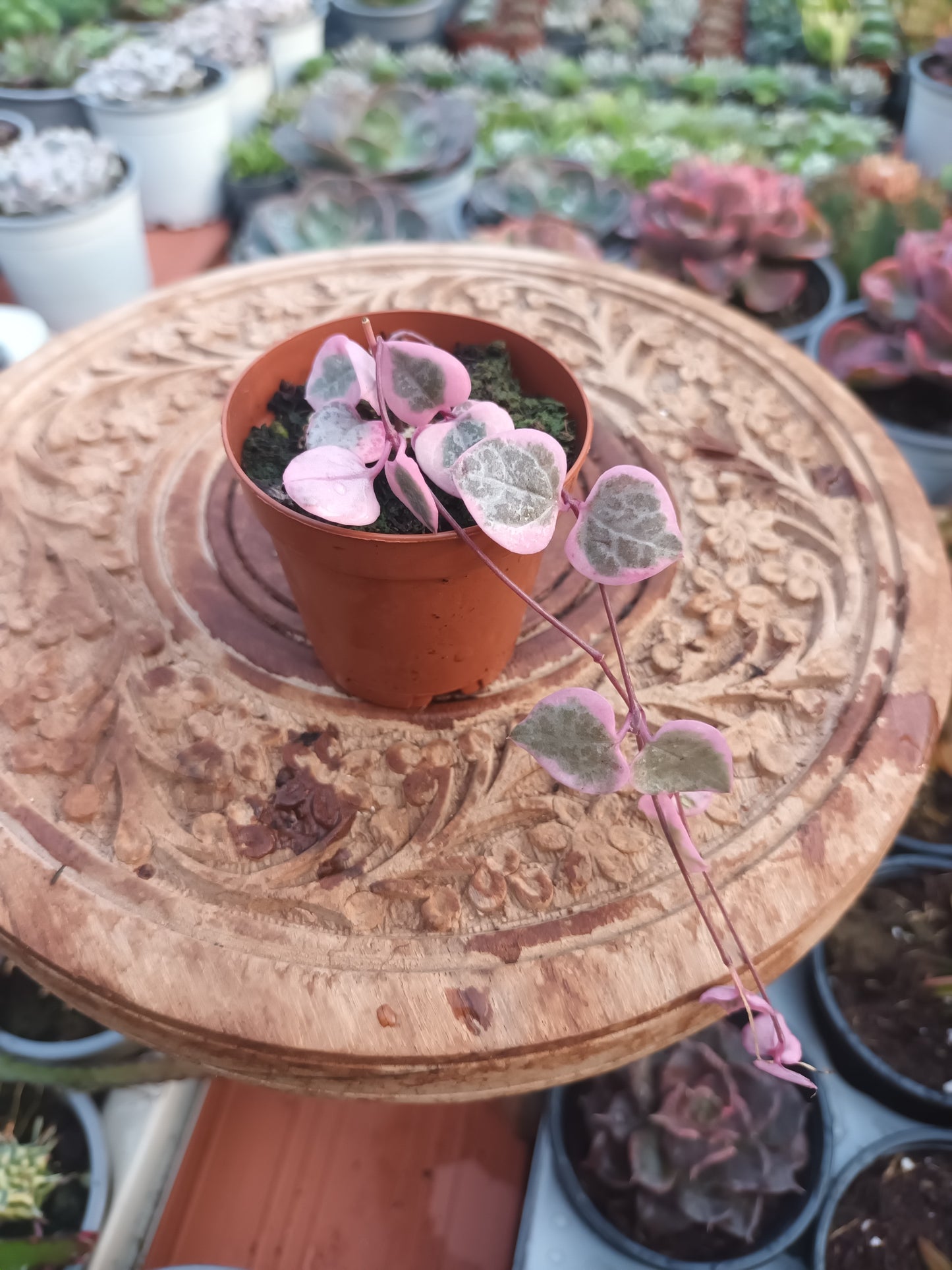 Geropegia woody variegata
