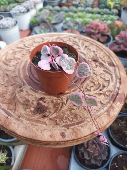 Geropegia woody variegata