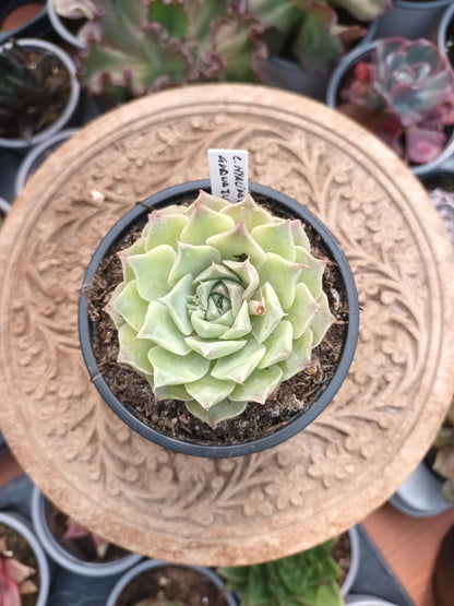 Echeveria hyalina Victoria Guanajuato