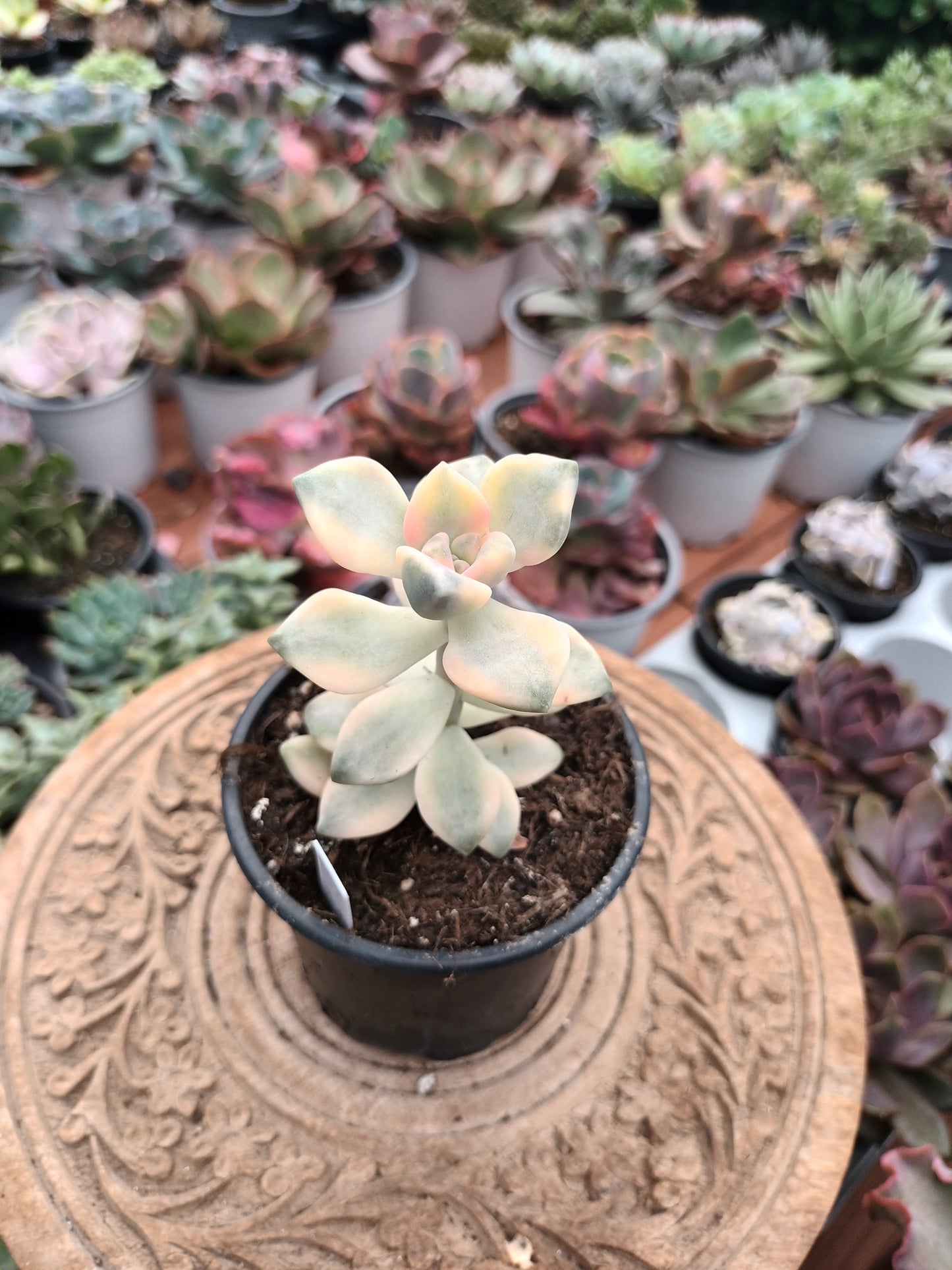 Graptoveria titubans variegata