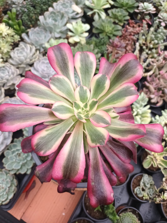 Aeonium Medusa (Planta Madre)