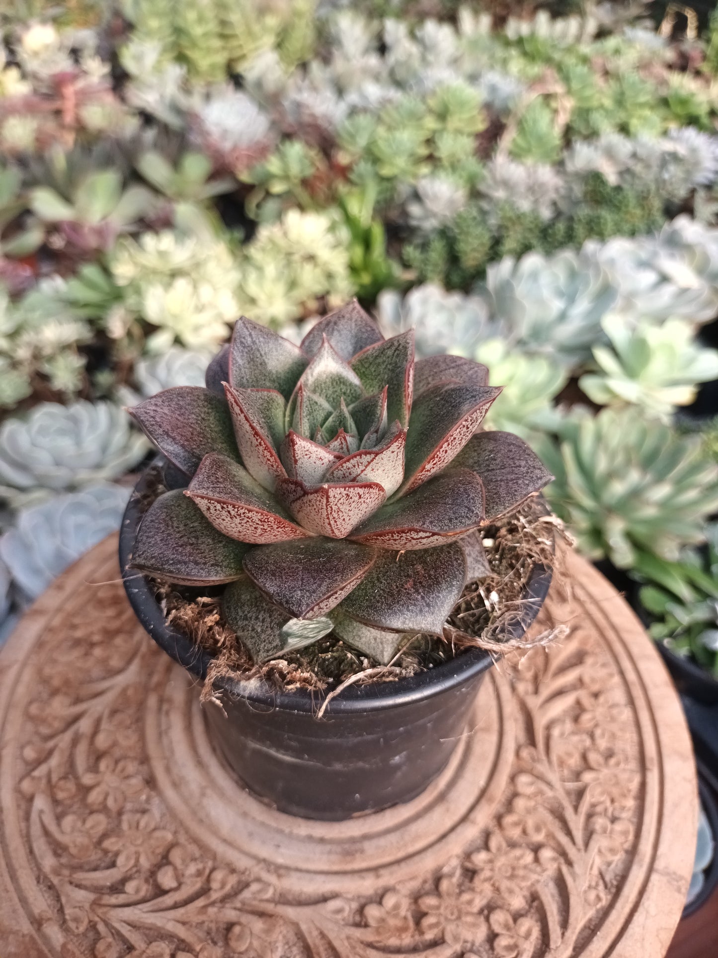 Echeveria purposorum