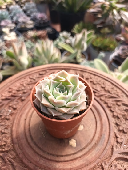 Echeveria hyalina Victoria