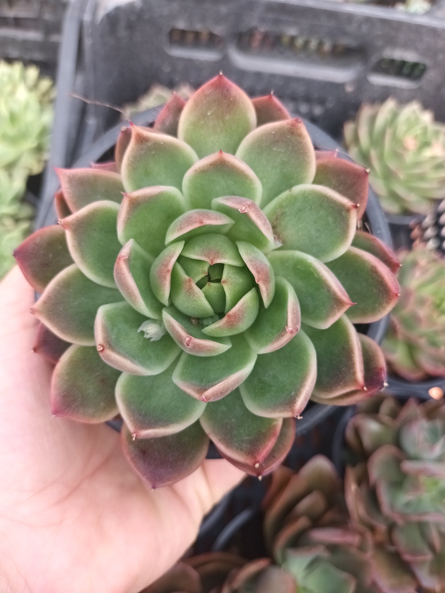Echeveria agavoides prolifera