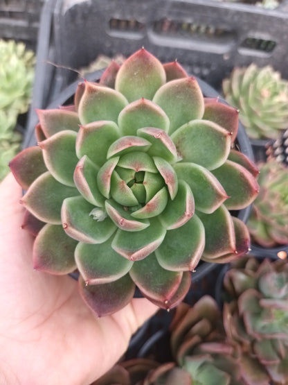 Echeveria agavoides prolifera
